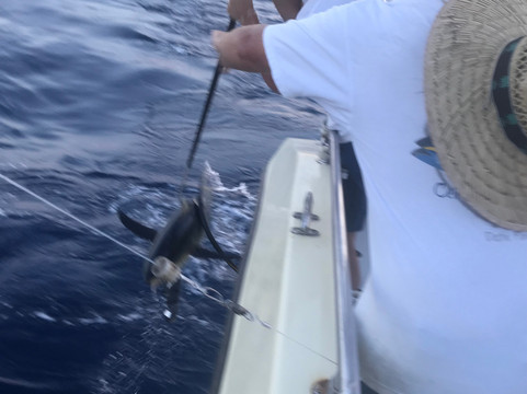 Capt. Mike's Deep Sea Fishing-Dauphin Island必去景点