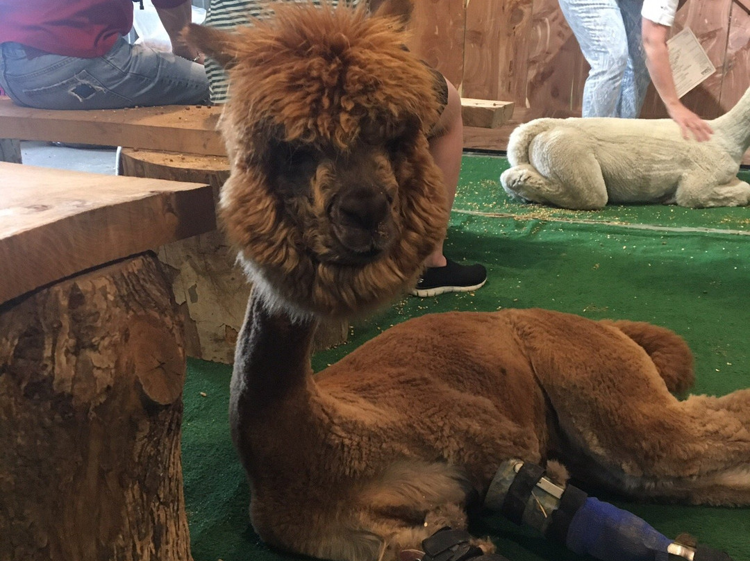 YaYa's Alpaca Farm-Garden City必去景点