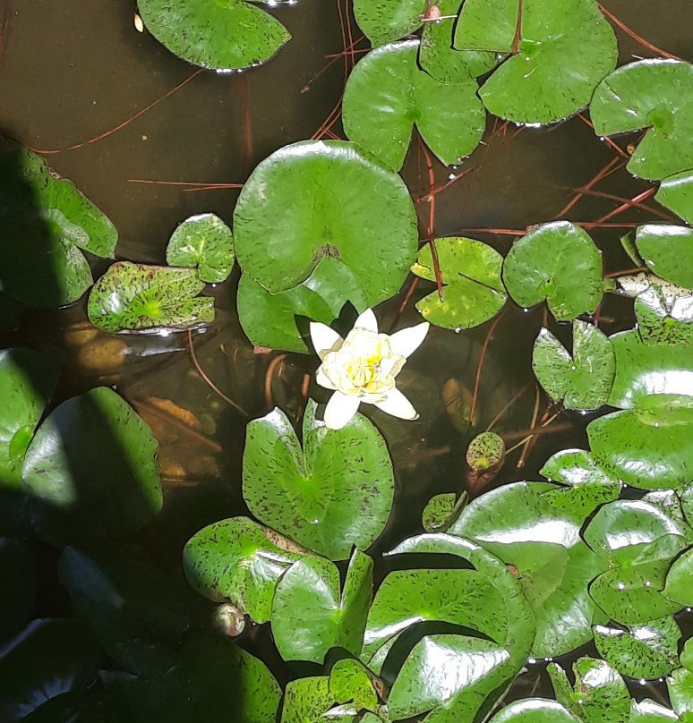 Lewis Vaughn Botanical Gardens-Conyers必去景点