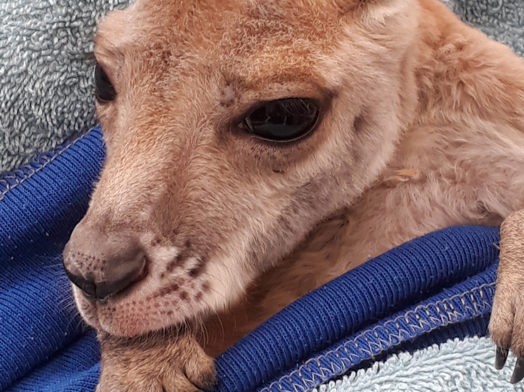 Josephine's Gallery and Kangaroo Orphanage-库伯佩迪必去景点