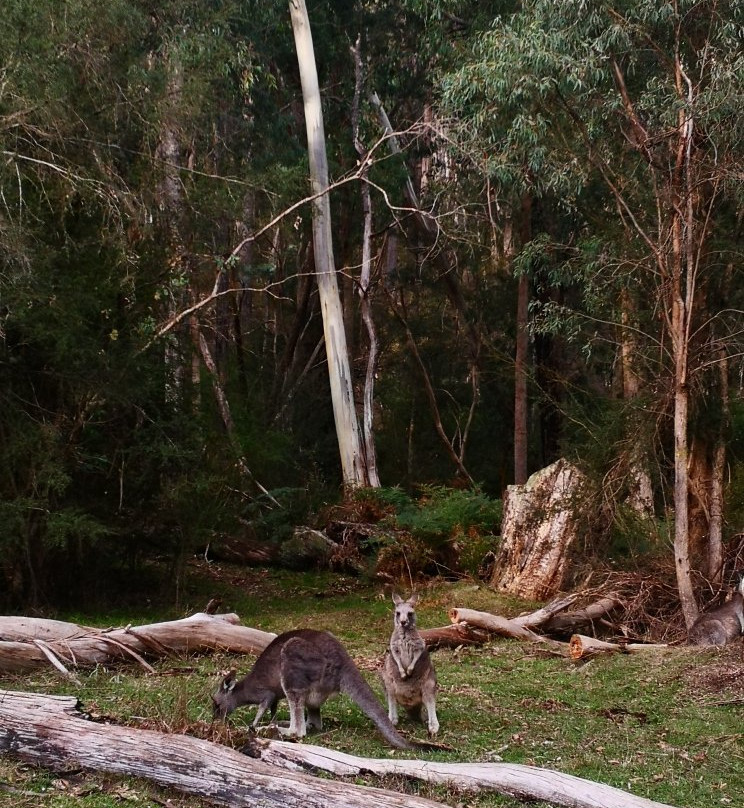 Cathedral Range State Park-Taggerty必去景点
