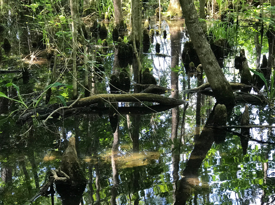 Old Santee Canal Park景点图片