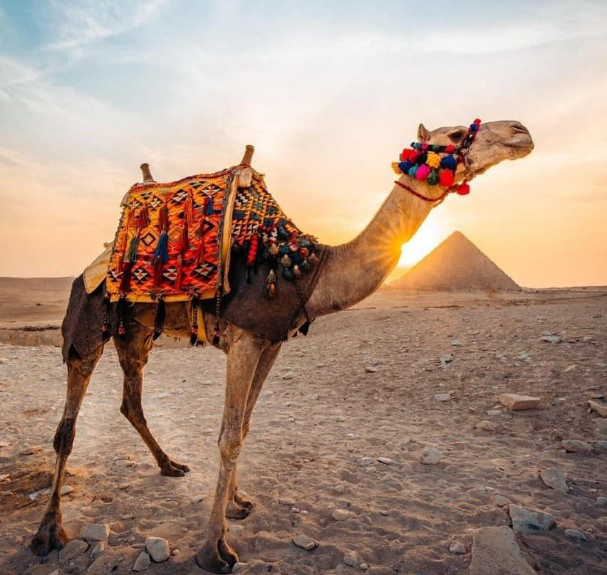 Pyramids Camel Ride景点图片