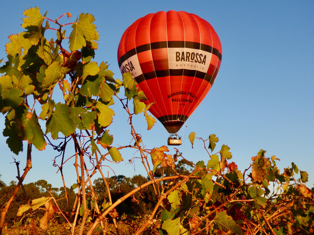 Barossa Valley Ballooning景点图片
