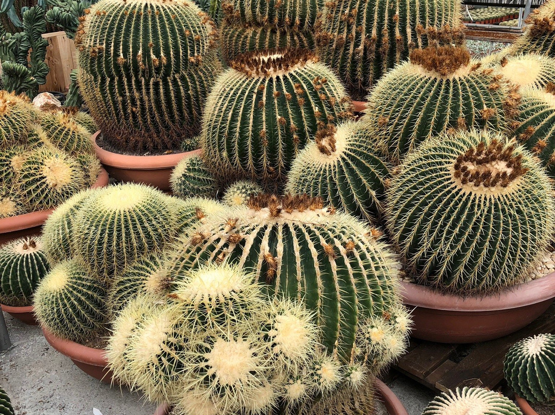Cactusmania Di Manera Bruno-文蒂米利亚必去景点
