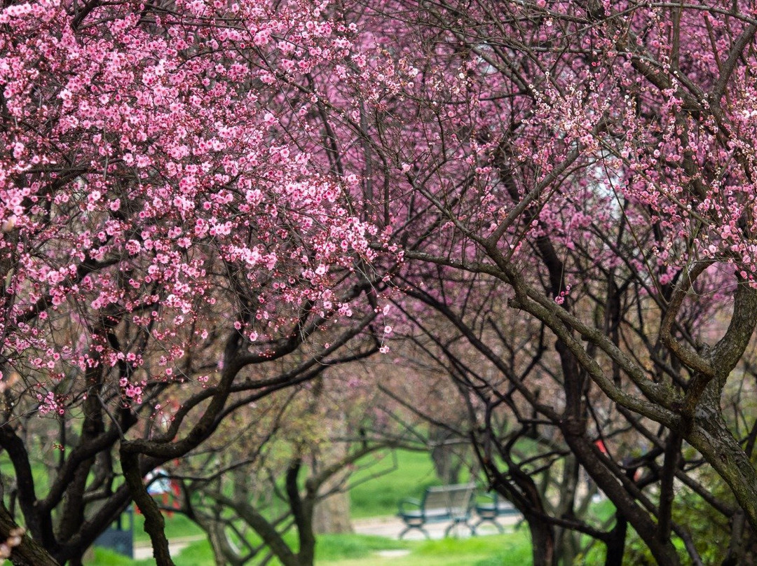 东湖梅园-武汉市必去景点