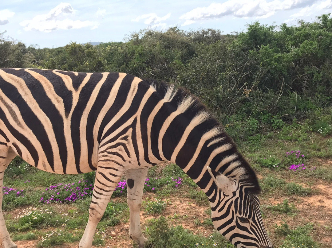 ImpiVentures-Addo Elephant National Park必去景点