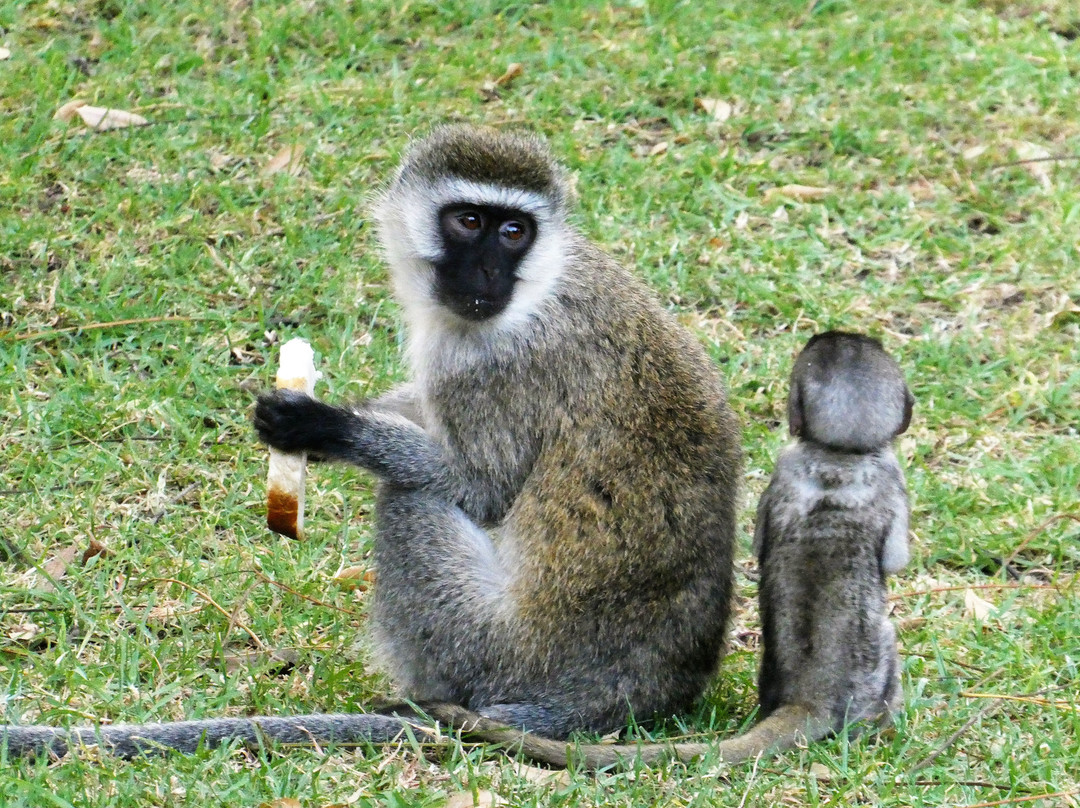 Baboons & Vervits-纳库鲁湖国家公园必去景点