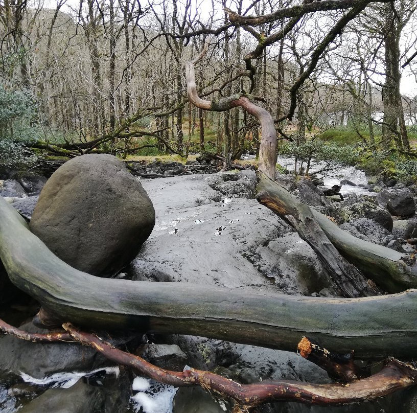 Loch Trool-Galloway Forest Park必去景点