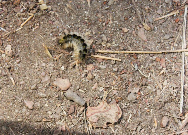 Lewis Creek Trail-奥克赫斯特必去景点