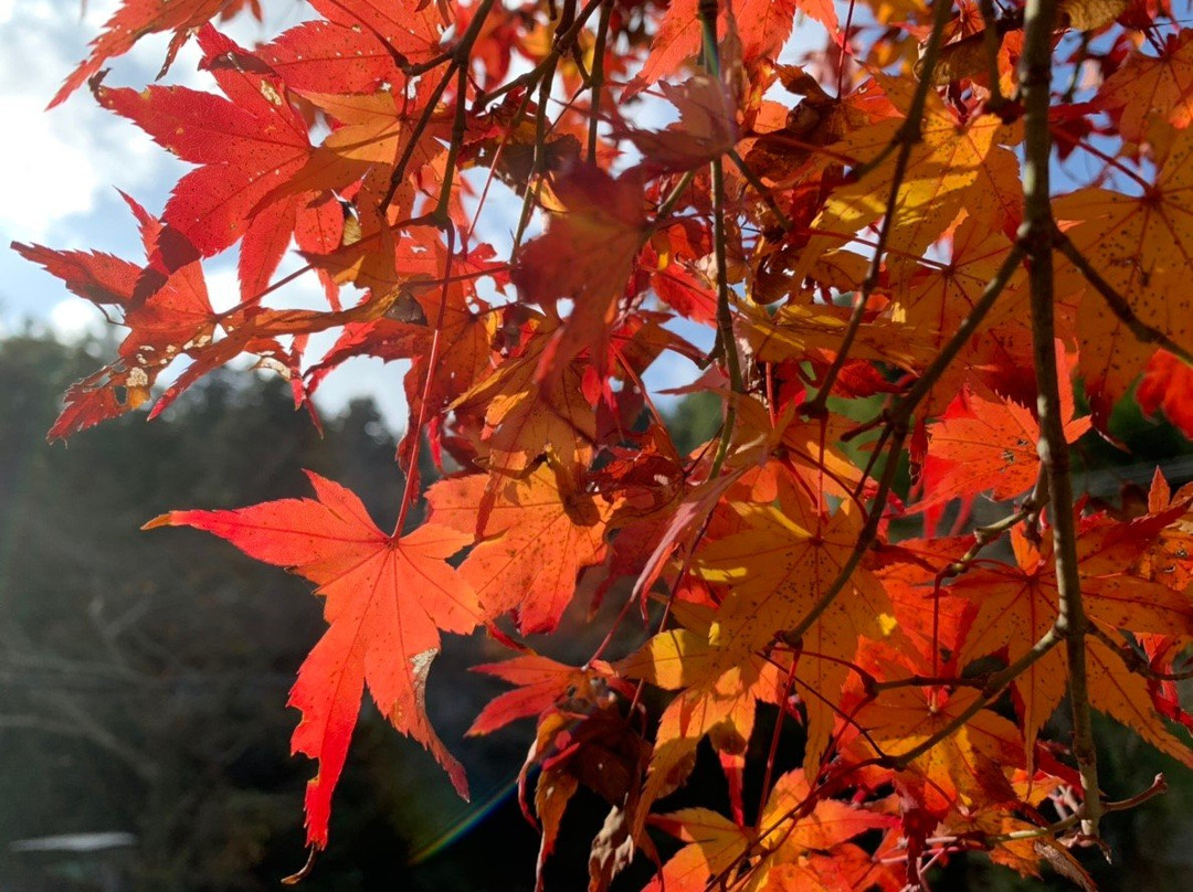 Daiitokuji Temple-岸和田市必去景点