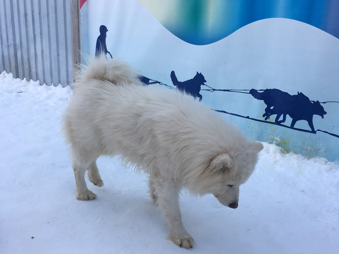 Huskies-Center Akvilon - Day Tours景点图片