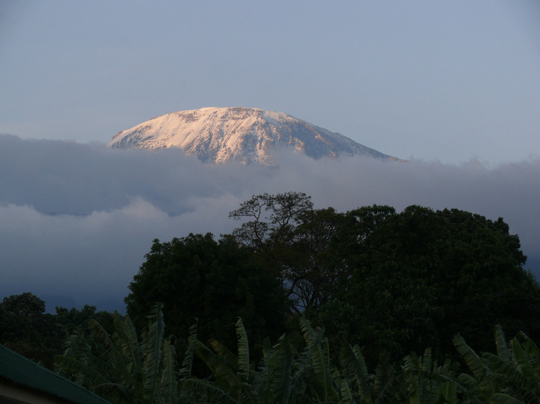 Kilimanjaro Friendship Trail景点图片