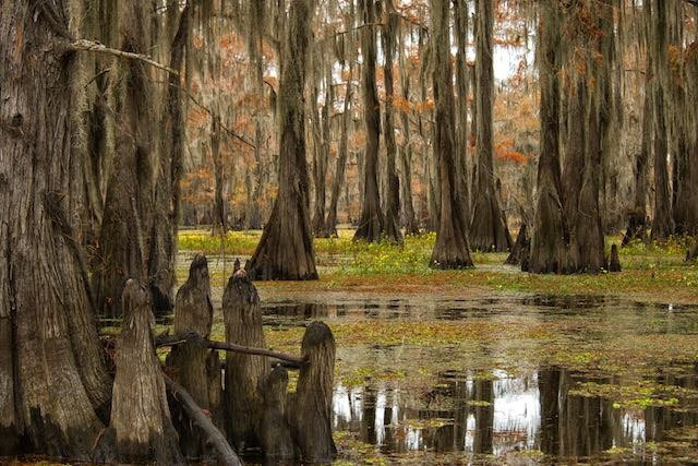 Caddo Lake Tours and Canoe Rentals-Uncertain必去景点