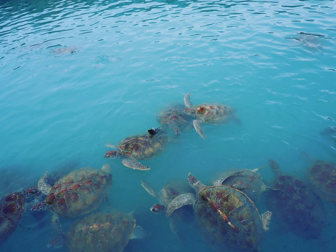 Tongaci Beach-Sungailiat必去景点