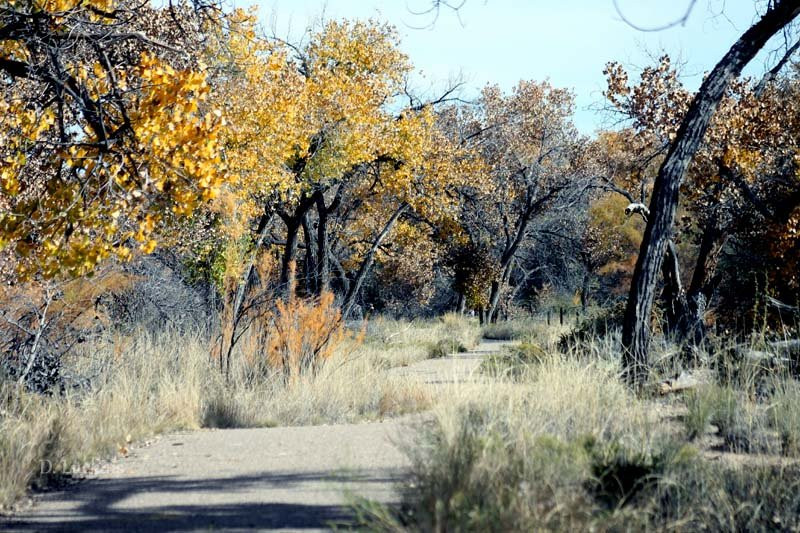 Rio Grande Nature Center State Park景点图片