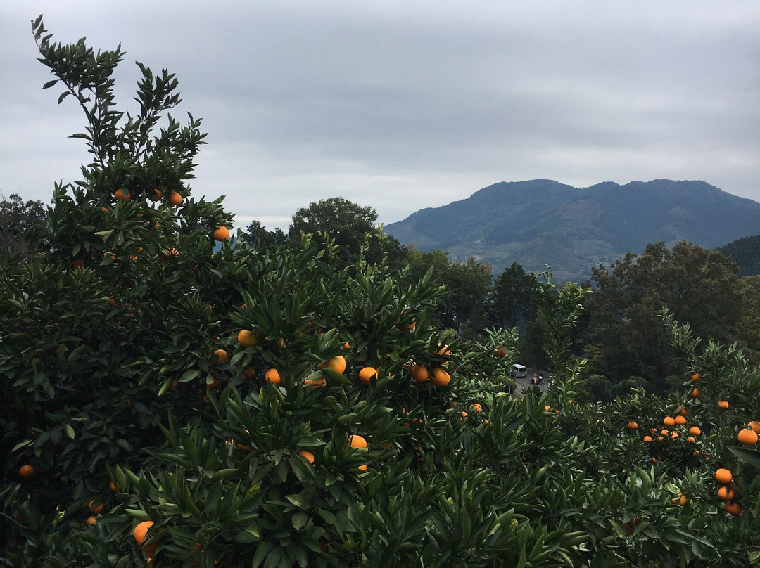 Kenchan Orange Orchard景点图片