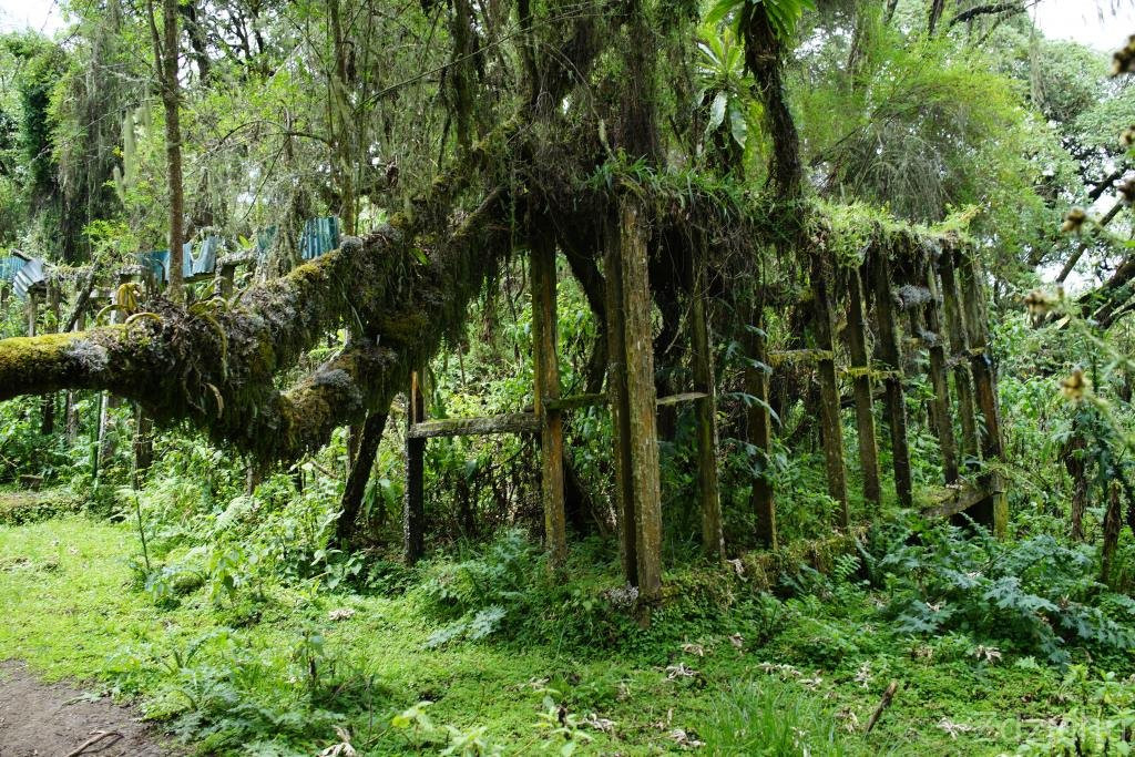 Karisoke Research Center - Dian Fossey Camp景点图片