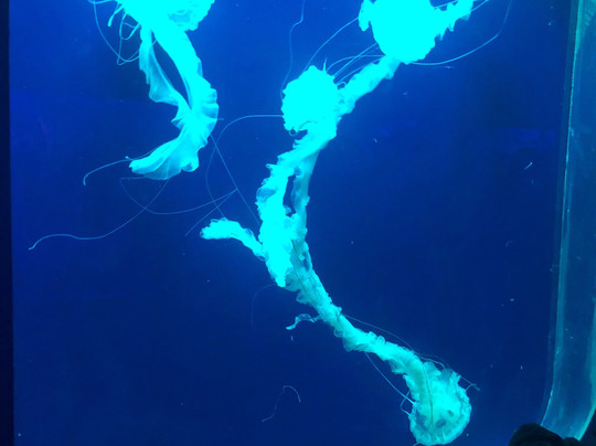 曲江海洋世界-西安市必去景点