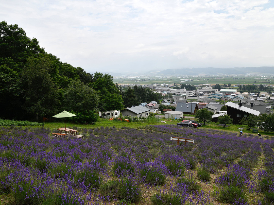 Nanaka no Hanabatake-中富良野町必去景点