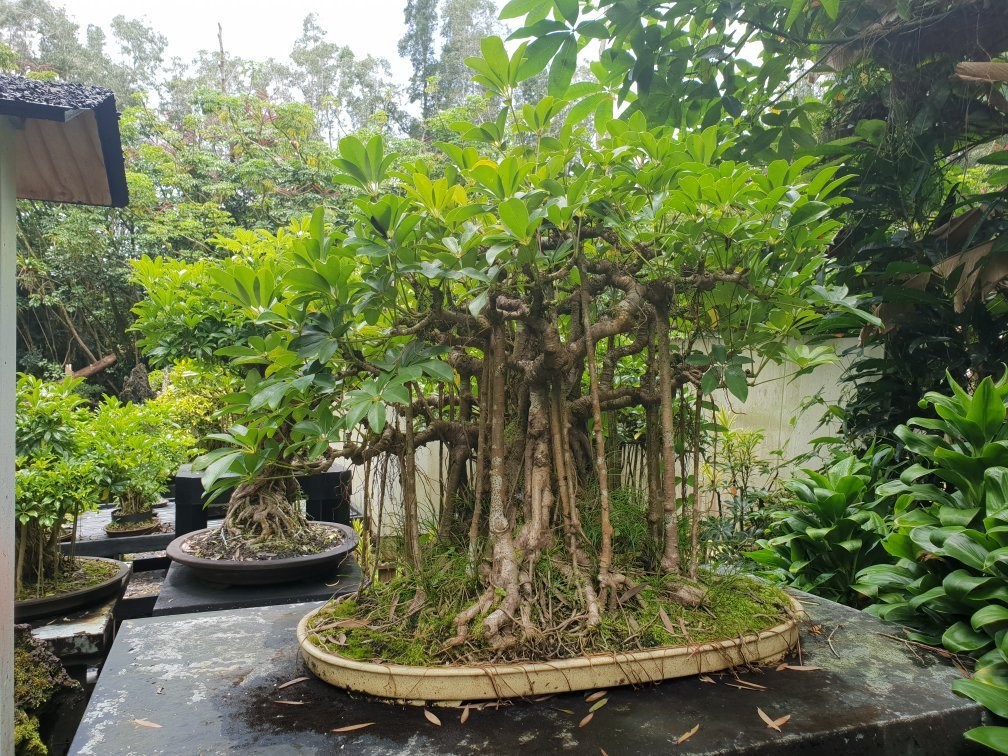 Fuku Bonsai Cultural Center-柯蒂斯城必去景点