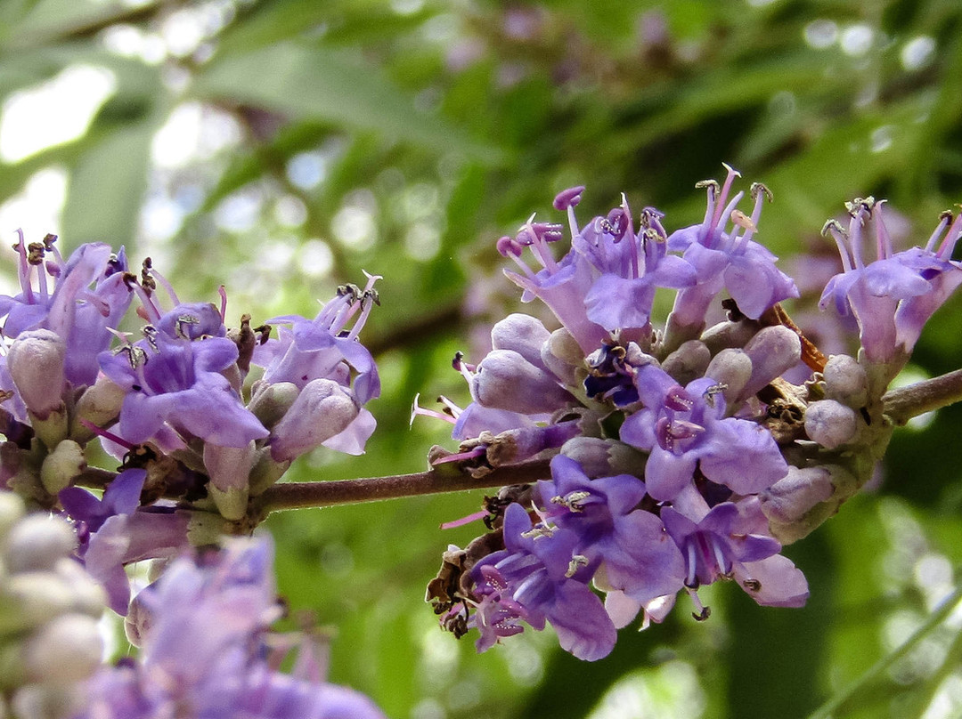 Katia Beach Hotel主图