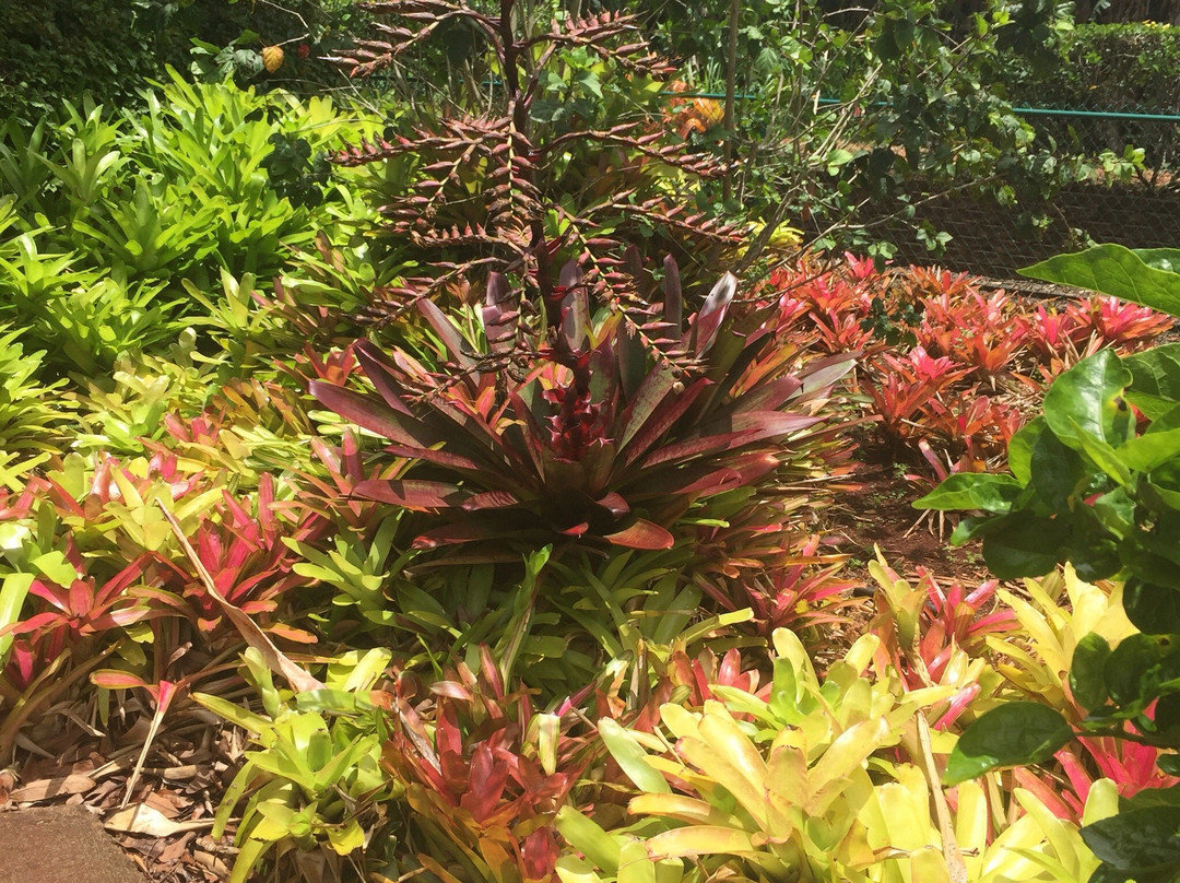 菠萝园——火山酒店主图