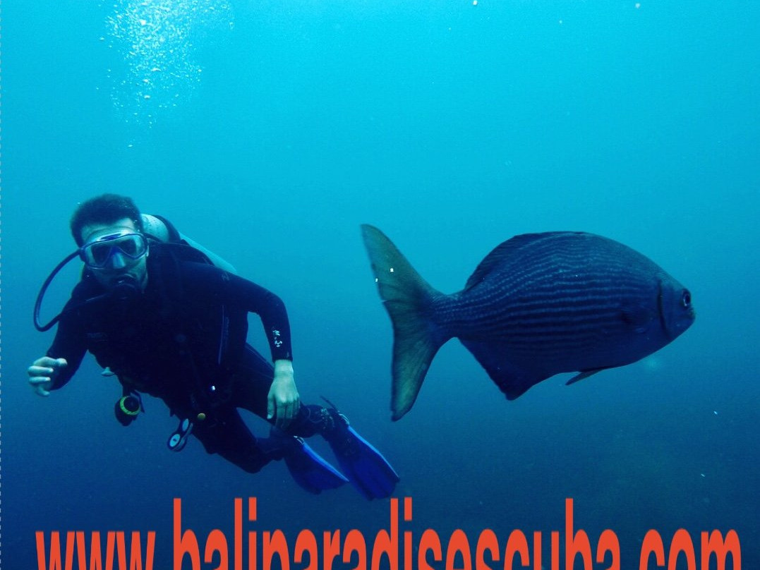 Bali Paradise Scuba-沙努尔必去景点