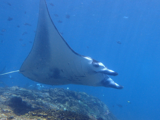 Dive Concepts Lembongan-蓝梦岛必去景点