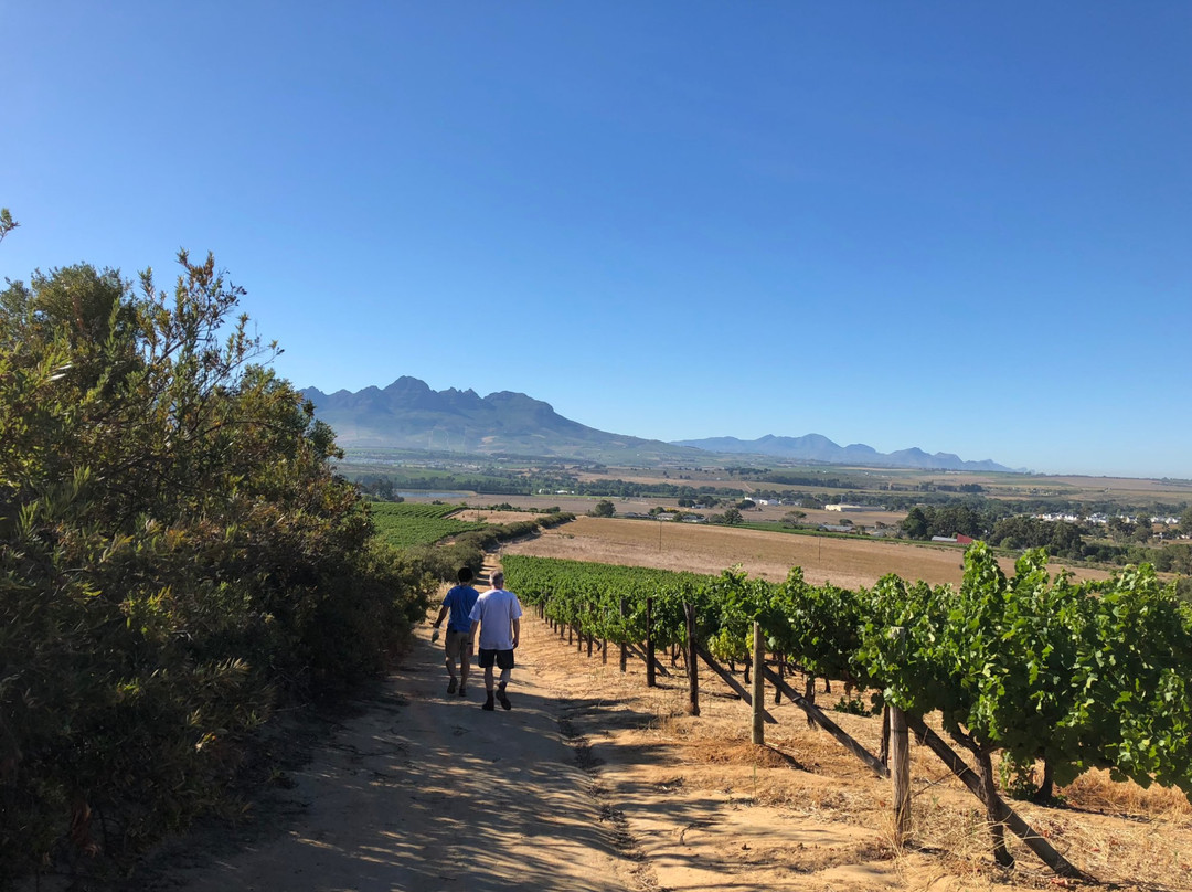 Overgaauw Wine Estate-斯泰伦博斯必去景点