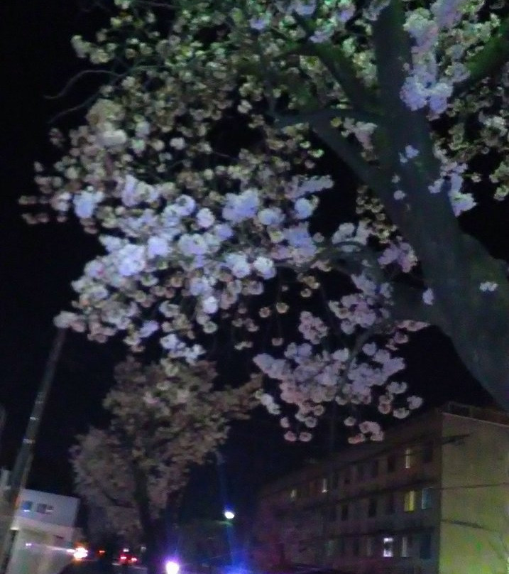 Izumi Pedestrian Path景点图片