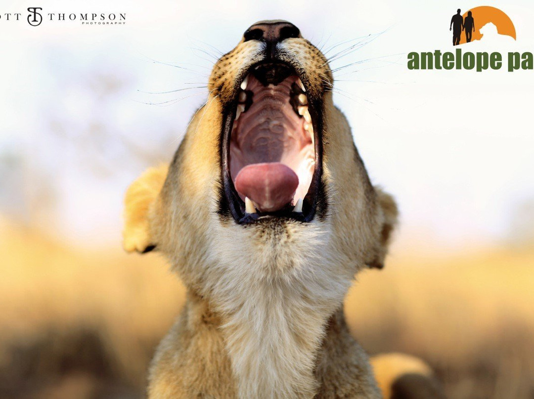 Antelope Park景点图片