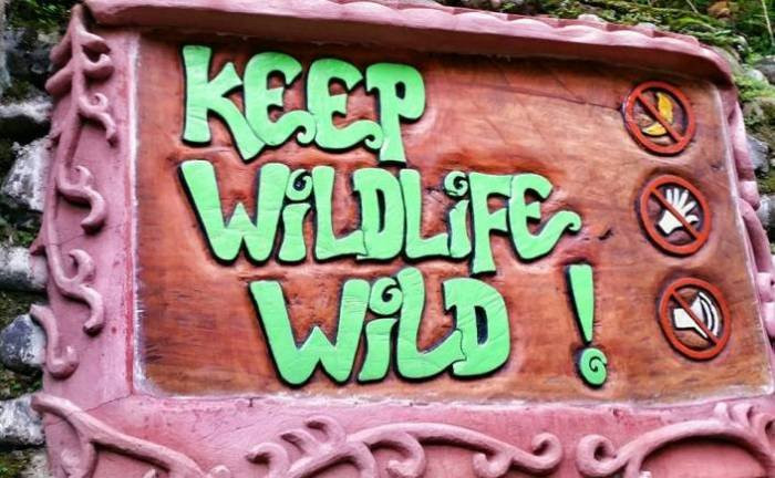 Bukit Lawang Eco-Jungle-Tours-武吉拉旺必去景点