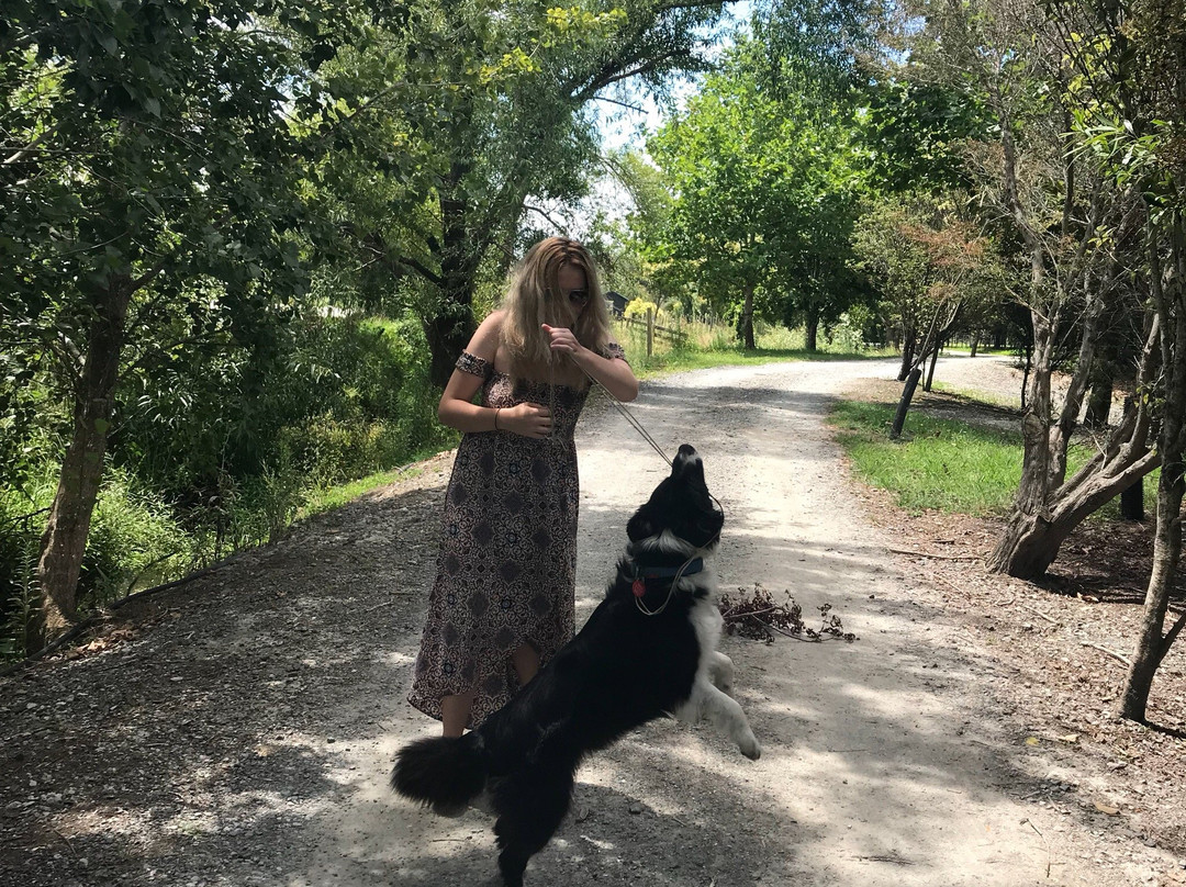 Matakana Country Park-马塔卡纳小镇必去景点