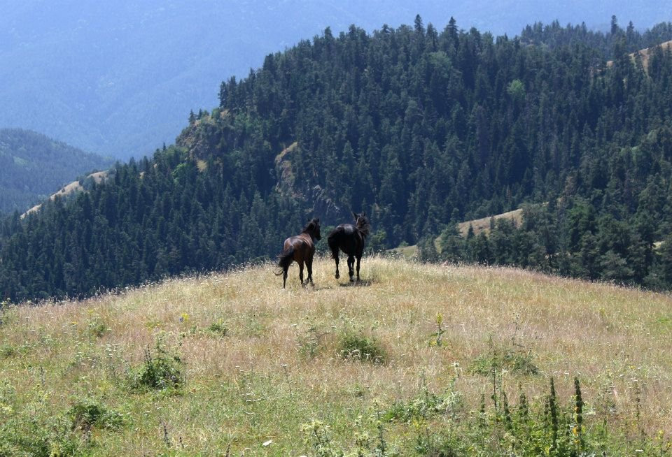 Borjomi-Kharagauli National Park景点图片
