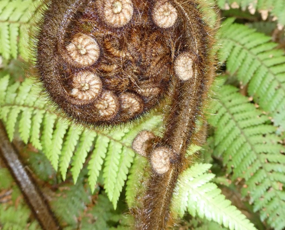 New Zealand I Drive-莫图伊卡必去景点