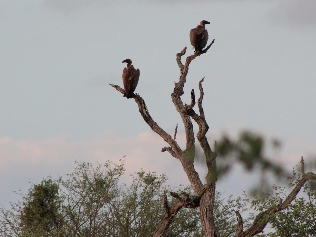 Siyafunda Wildlife & Conservation-霍德斯普鲁特必去景点