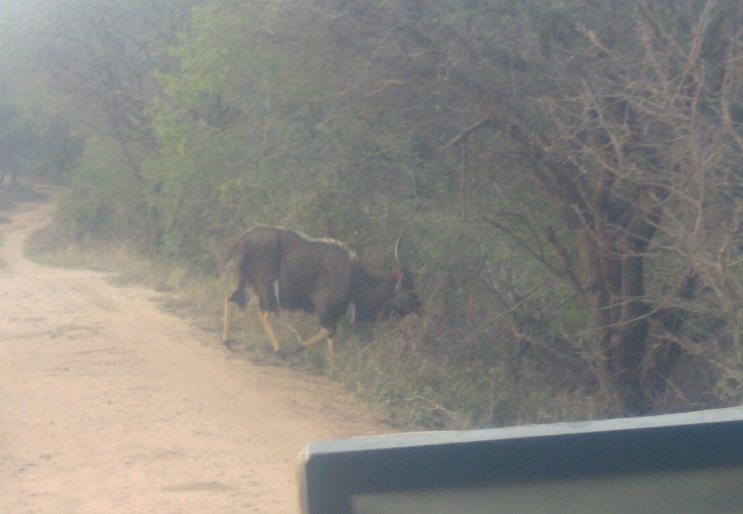 Kaya Imbabala Bush Camp主图