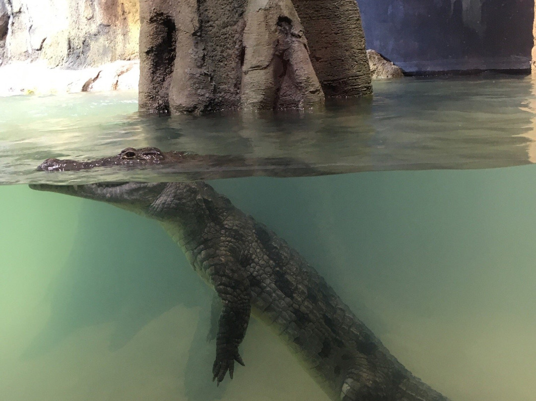 AQUATIS Aquarium Vivarium Lausanne-洛桑必去景点