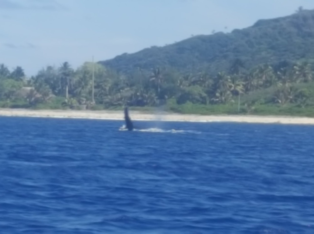 Vision Fishing Charters-阿瓦鲁阿必去景点