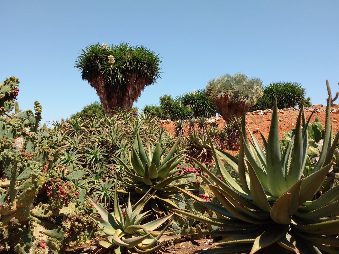 Botanicactus