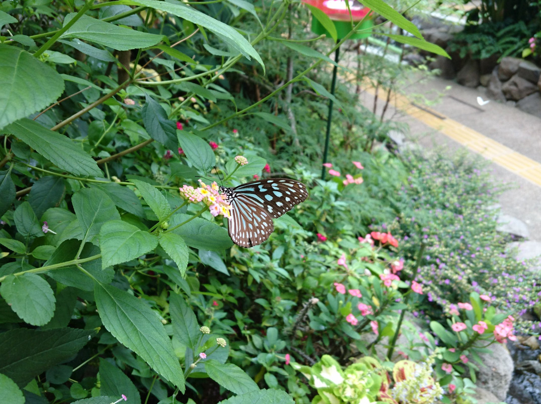 Mino Park Museum of Insects-美浓市必去景点