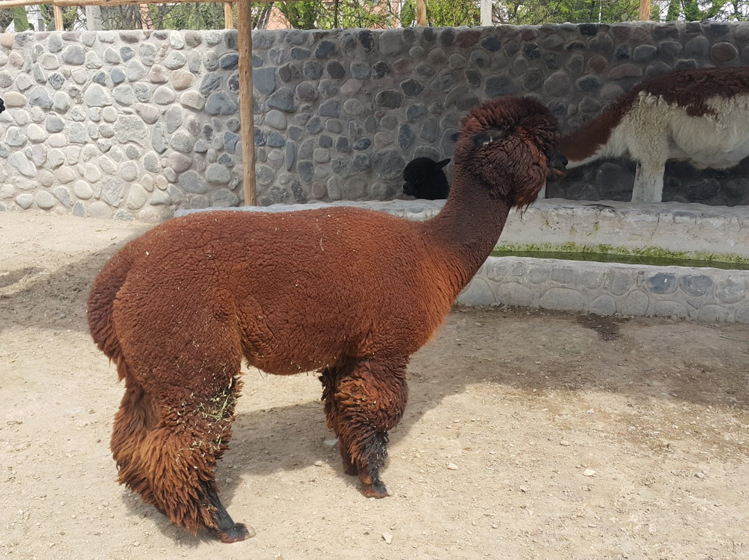 Incalpaca-阿雷基帕必去景点