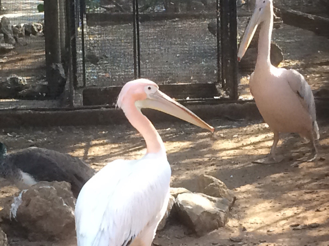 Petmasters Bird Park景点图片