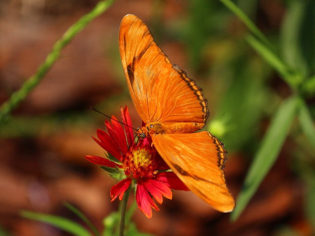 The Panhandle Butterfly House and Nature Center景点图片