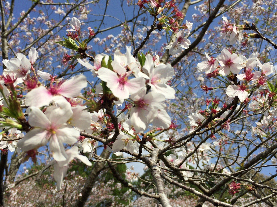 Mochio Park-都城市必去景点