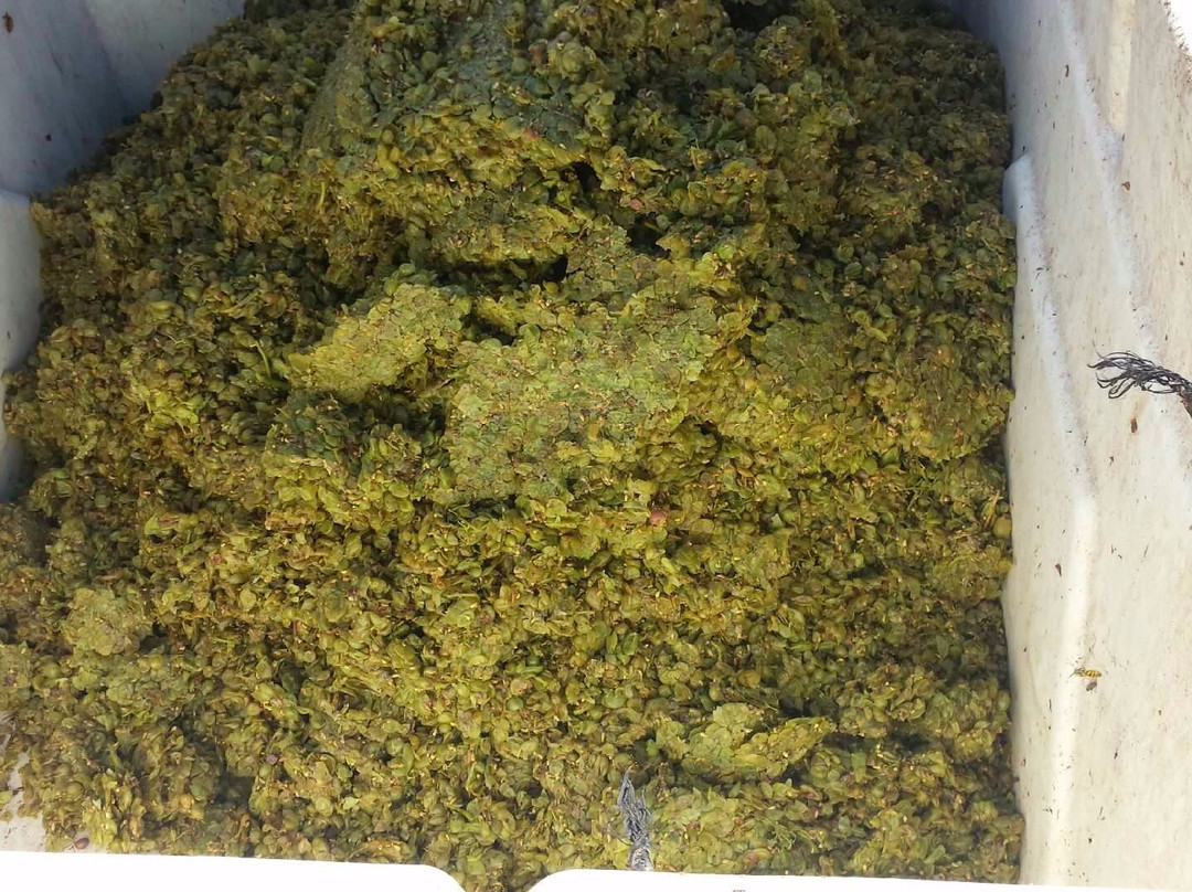 Emerald Coast Vineyards景点图片