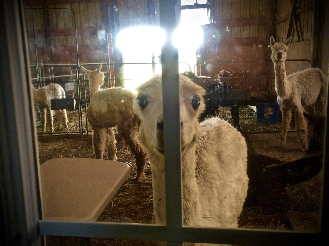 Zena Suri Alpacas-Jay必去景点