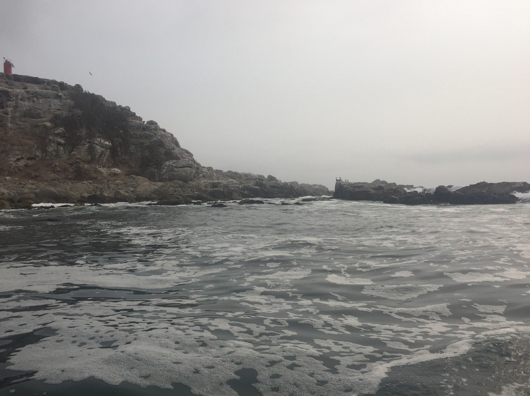 Penguin Island景点图片