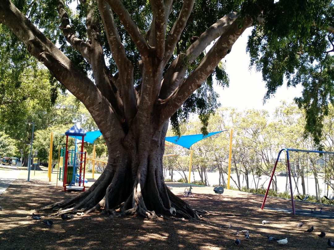 Orleigh Park-布里斯班必去景点